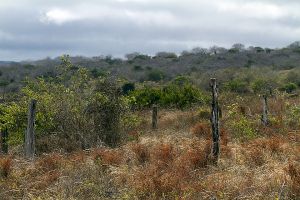 Santiago island 075.jpg